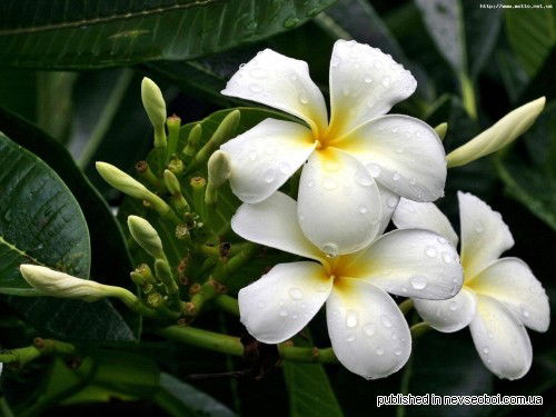 Мария Туякбаева