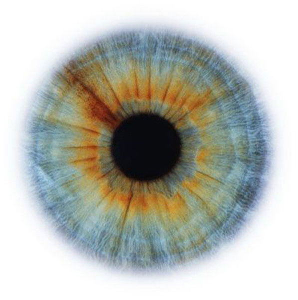 Александр Халамонов