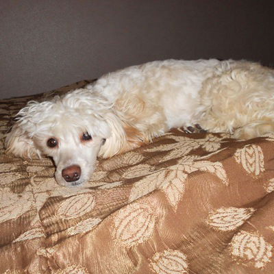 Александр Шлеханов