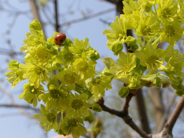 Лариса Шойхет