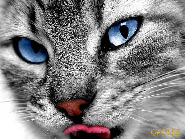 Ирина Павлова