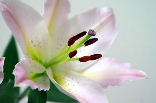 Светлана Елисеева