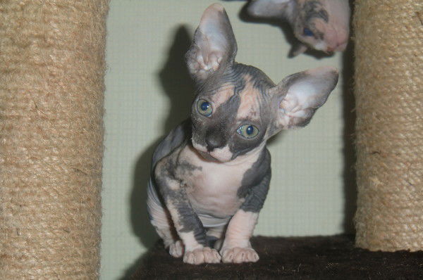 Светлана Булатова