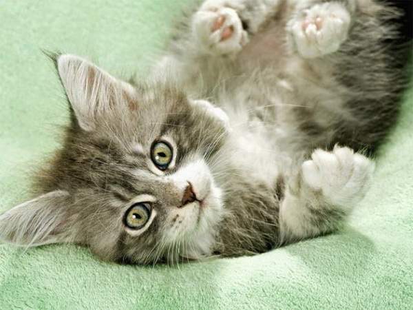 Кноль Анастасия