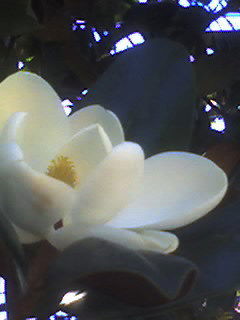 Светлана Леонова