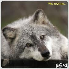 Артур Орехов