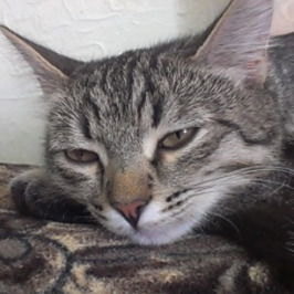 Настя Годованик