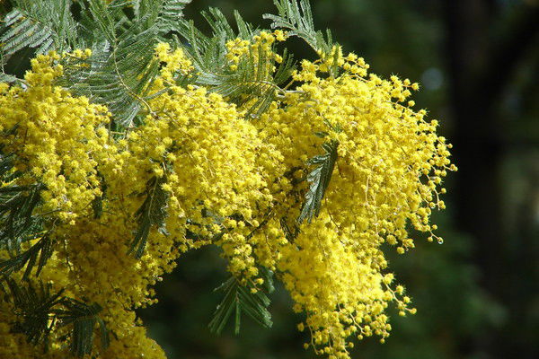 Татьяна Гавриш