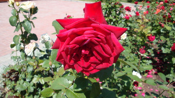 Алексей Федоров