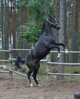 Аврора Клуб