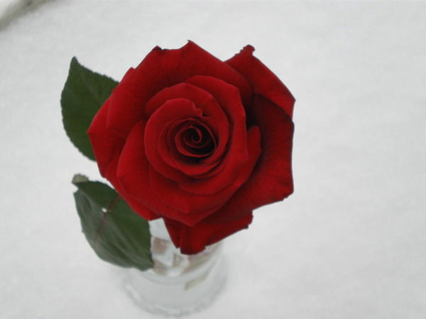 Елима Мусаева