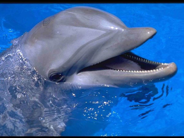 Лена Антоновская