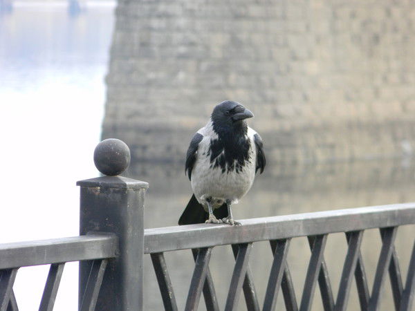 Михаил Воронцов