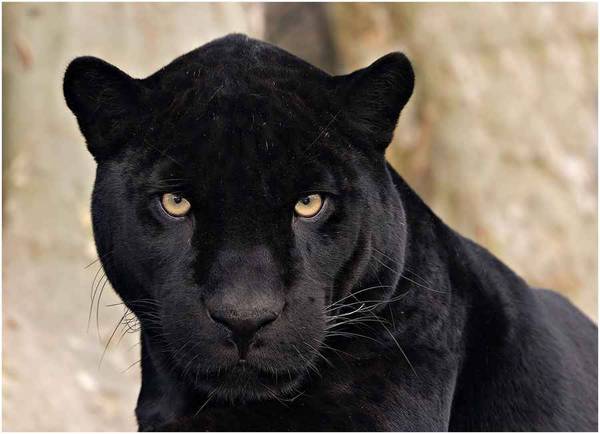 Андрей Кузин