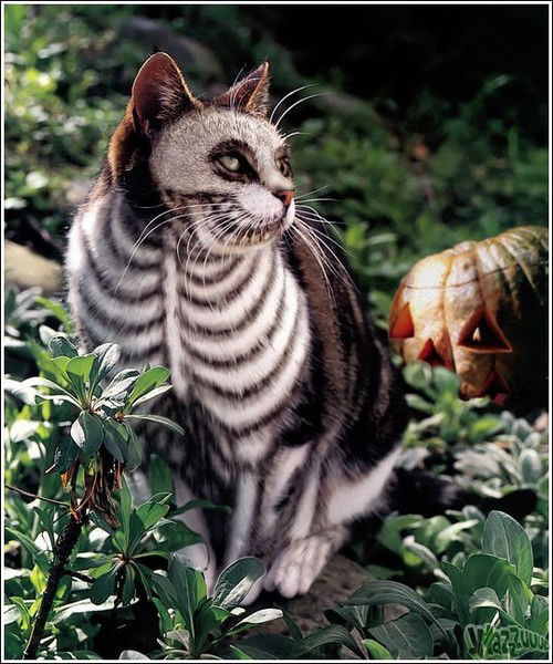 Widowmaker- (Прайм)