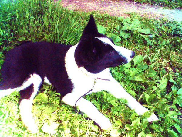 Александр Спирин