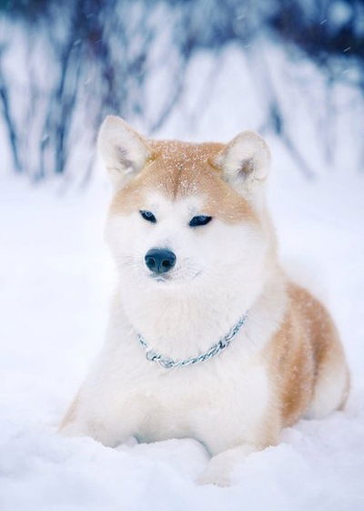 Саша Варёшина