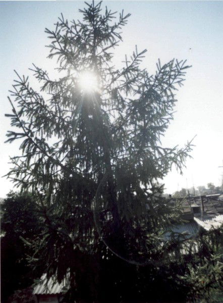 Марина Балицкая