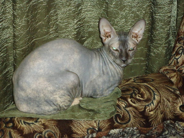 Елена Карпова Дз,окоп