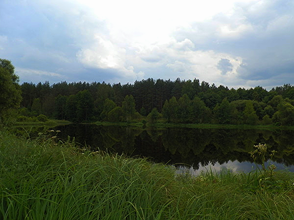 Елена Гриценко