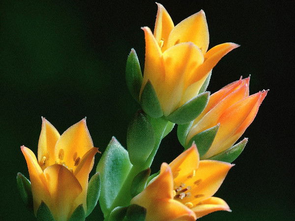 Лариса Калинина