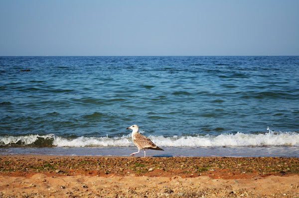 Маша Малиновская