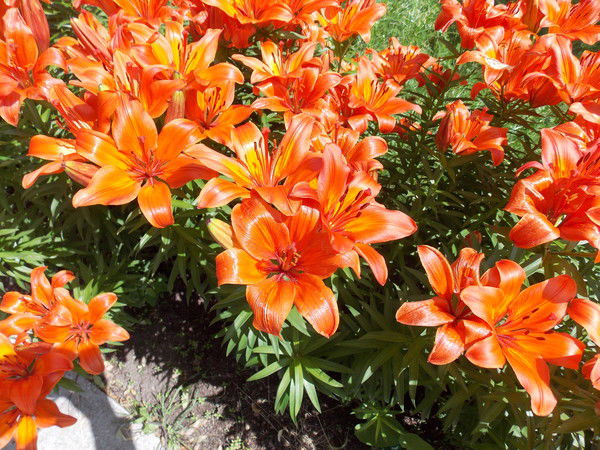 Нина Основская