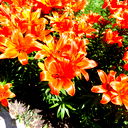 Нина Основская