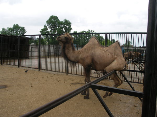 Андрей Волков