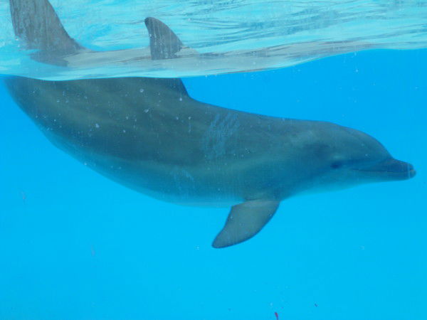 Юлия Курбала