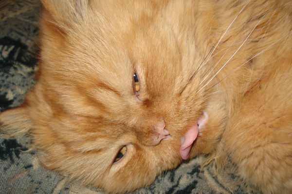 Кристина Пилипенко