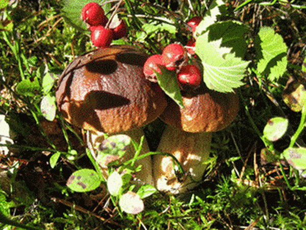 Настя Александровна