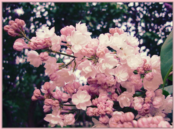 Александра Тюленева