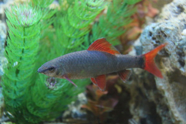 Игорь Шебаршов