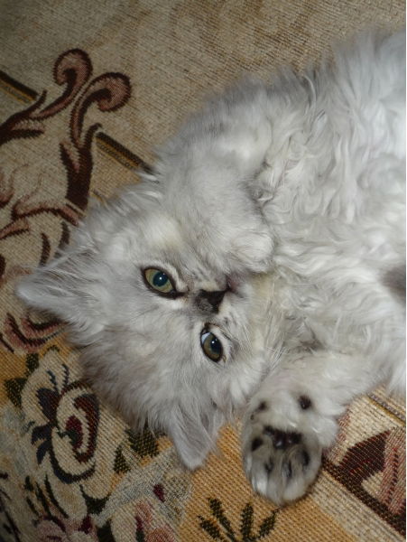 Людмила Выстропова