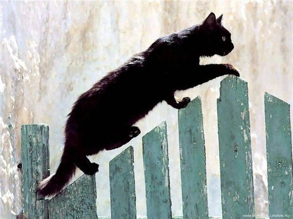 Кошка Чернолапка