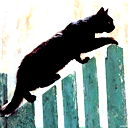 Кошка Чернолапка