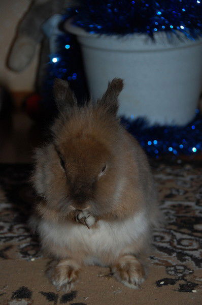 Виктория Кокорева