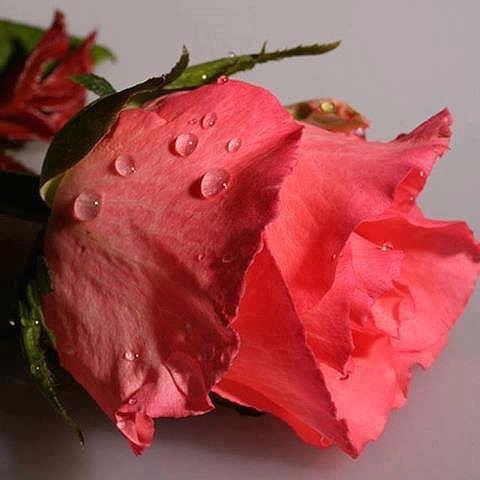 Надежда Сташко