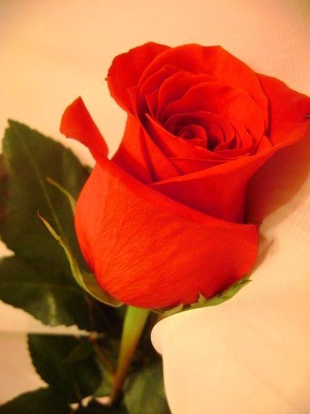 Анжелика Бабич