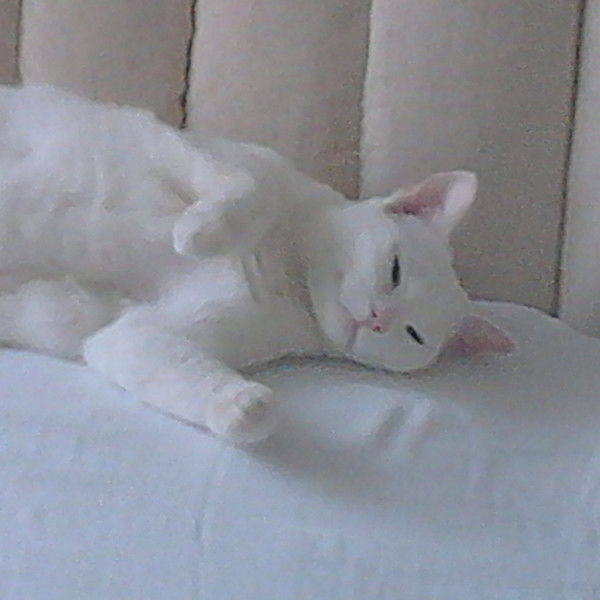 Евгений Поплавский