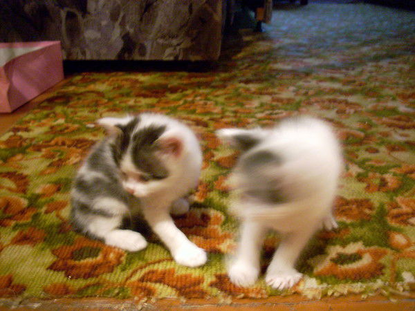 Вячеслав Локтионов