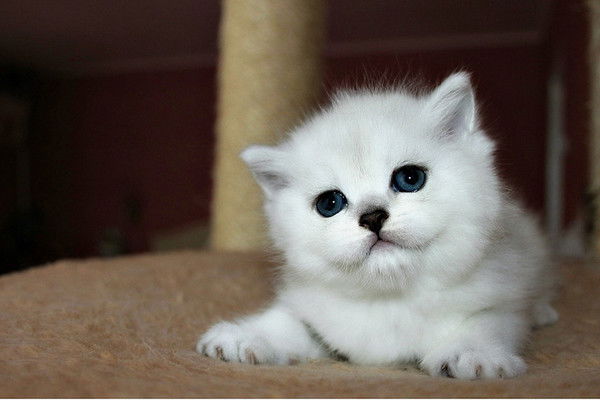 Кот Британцев