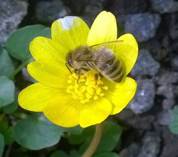 Максим Бородай