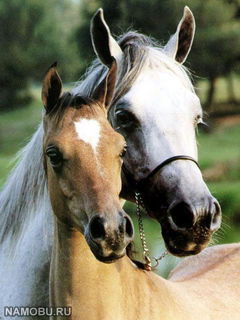 Алексей Воробьев