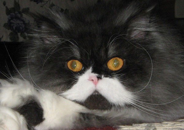 Ирина Савина