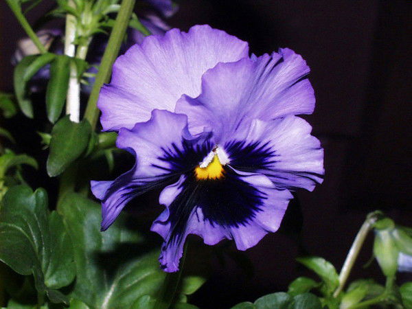 Ирина Горобец