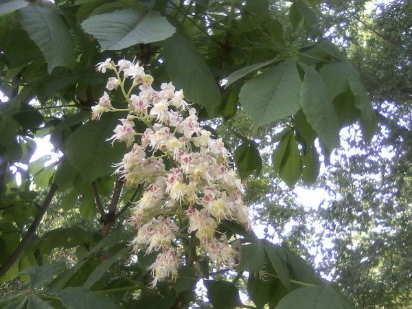 Марина Василенко