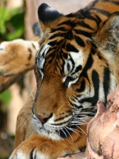 Андрей *********