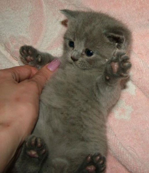 Заира Гапурова